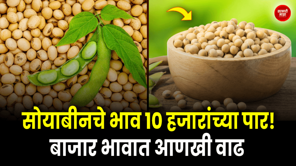 price-of-soybeans-exceeds-10-thousand-chances-of-further-increase-in-the-market-price