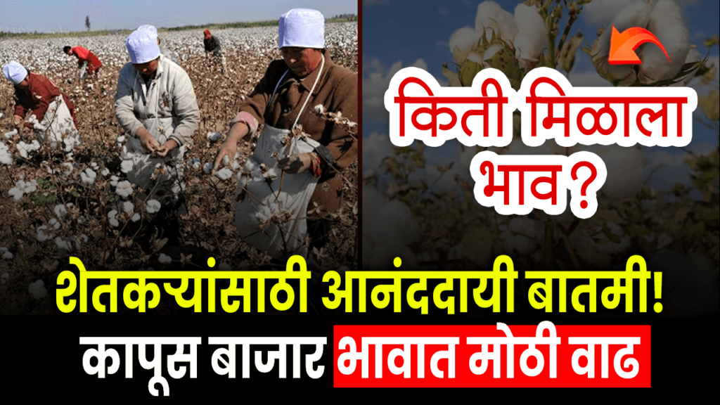 Good news for farmers! Big increase in cotton market price! How much did you get? find out