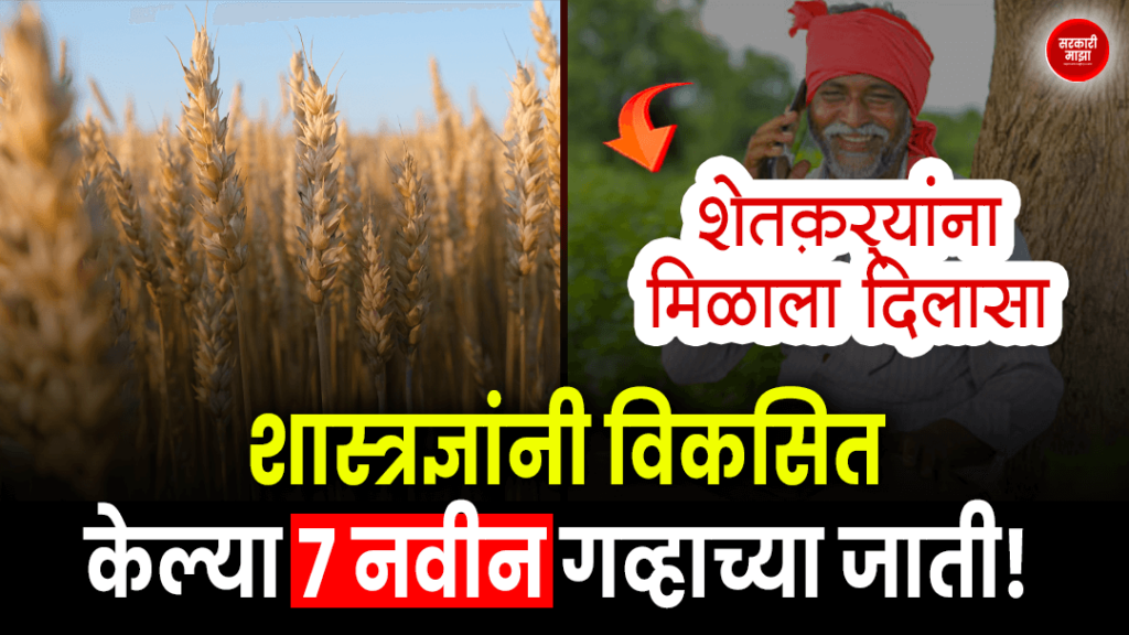 farmers-got-relief-scientists-developed-7-new-varieties-of-wheat-excellent-crop-will-be-obtained