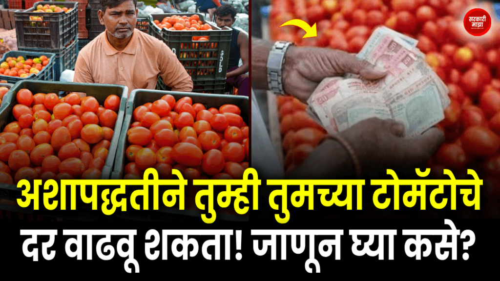 this-way-you-can-increase-your-tomato-prices-know-how