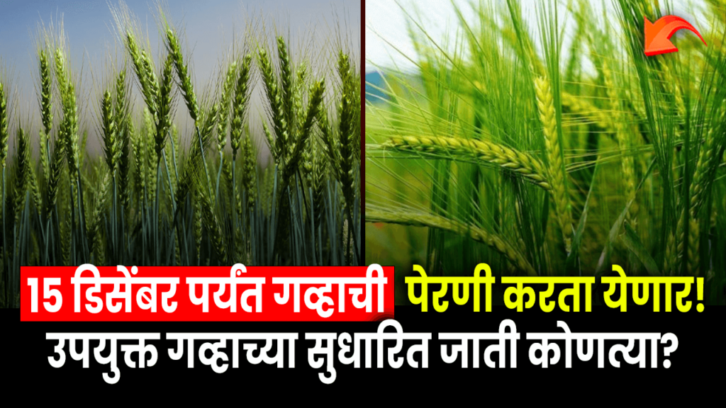 wheat-can-be-sown-till-december-15-which-improved-varieties-of-wheat-are-useful-find-out